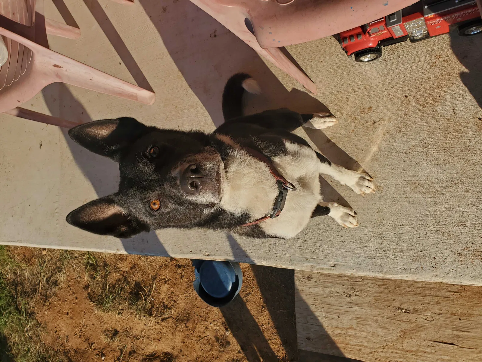 Lost dog in Somerset, TX, 78069