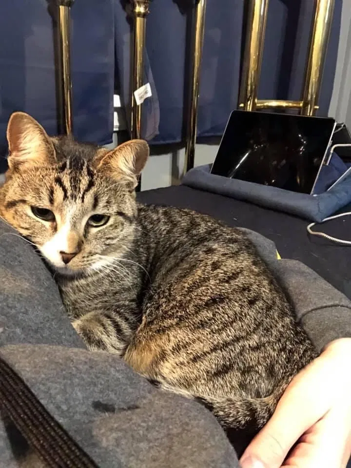 Lost cat in Saint Paul, MN, 55115