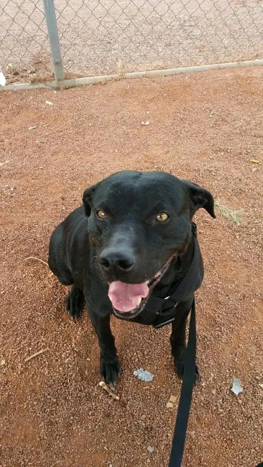 Lost dog in Dolan Springs, AZ, 86441