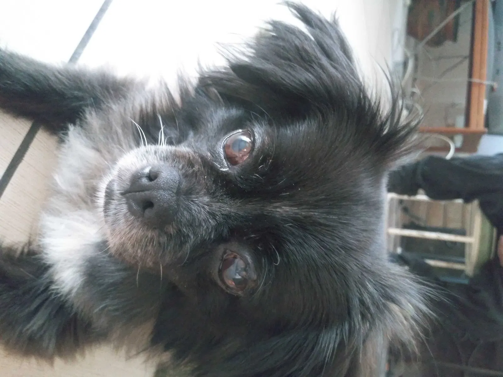 Lost dog in Moreno Valley, CA, 92553