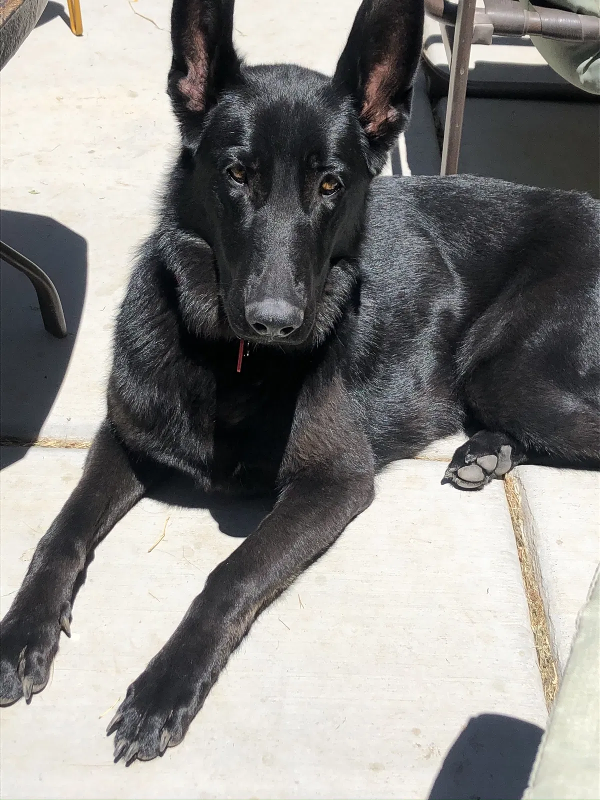Lost dog in Janesville, CA, 96114