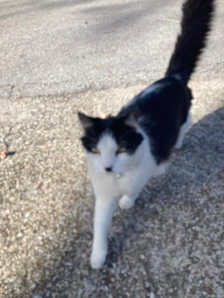 Lost cat in Spring, TX, 77380