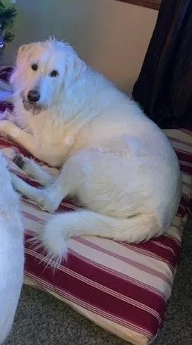 Lost dog in Brunswick, OH, 44212