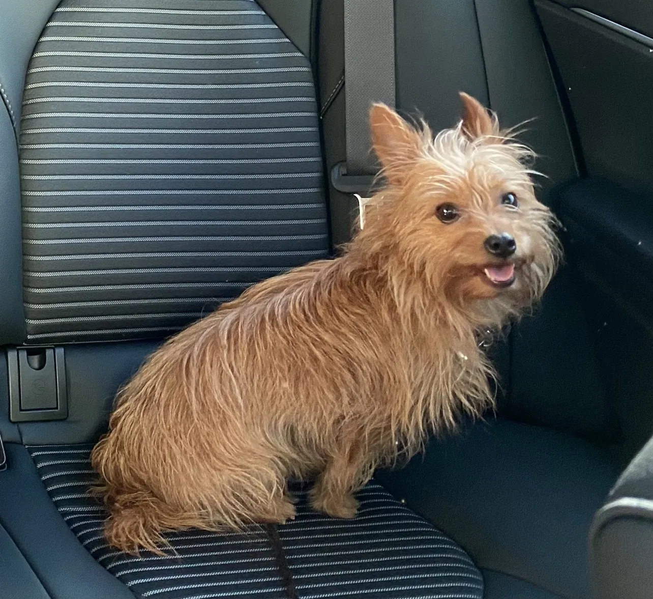 Lost dog in New Brunswick, NJ, 8901