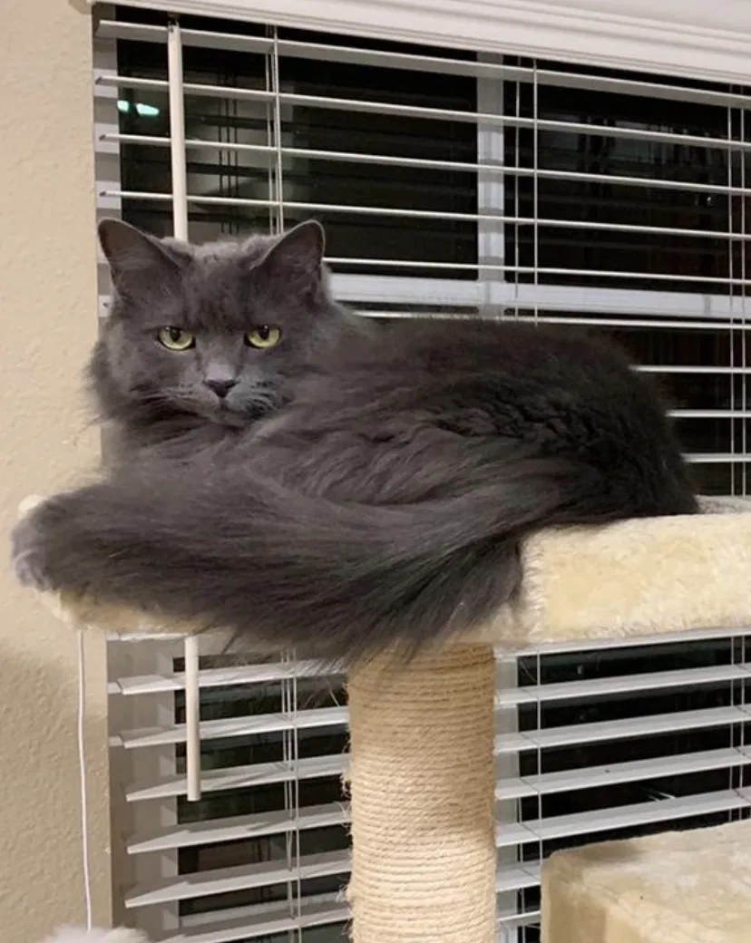Lost cat in Temecula, CA, 92592