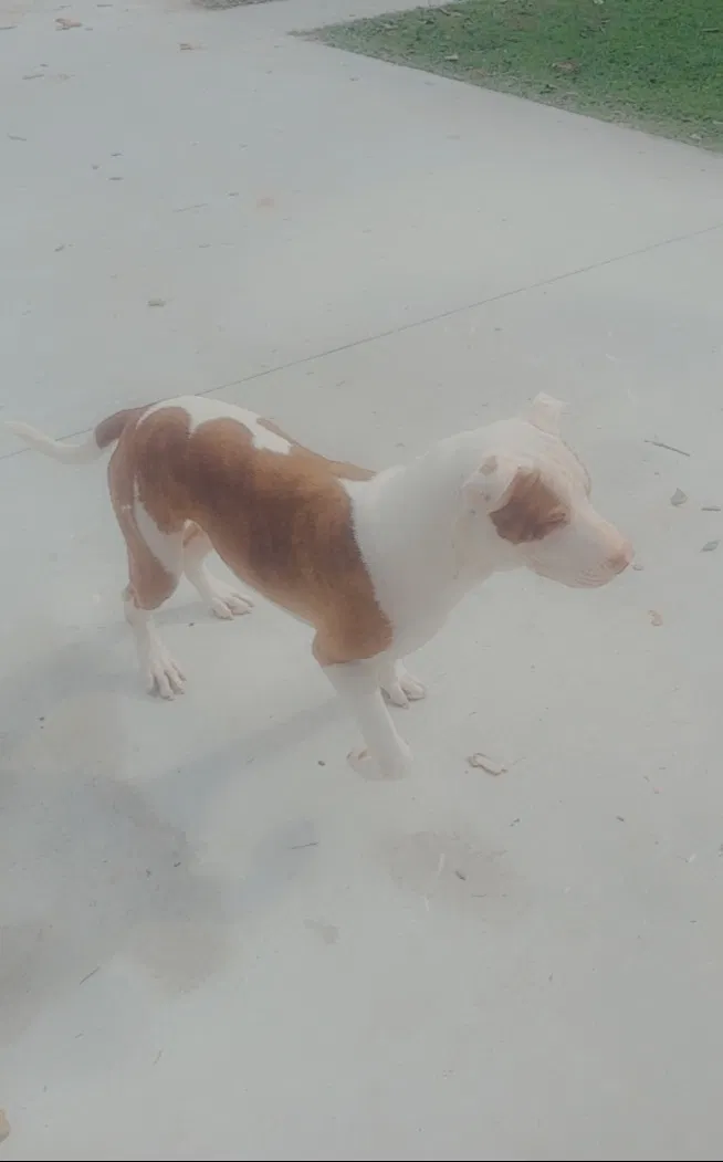 Lost dog in Jacksonville, FL, 32254