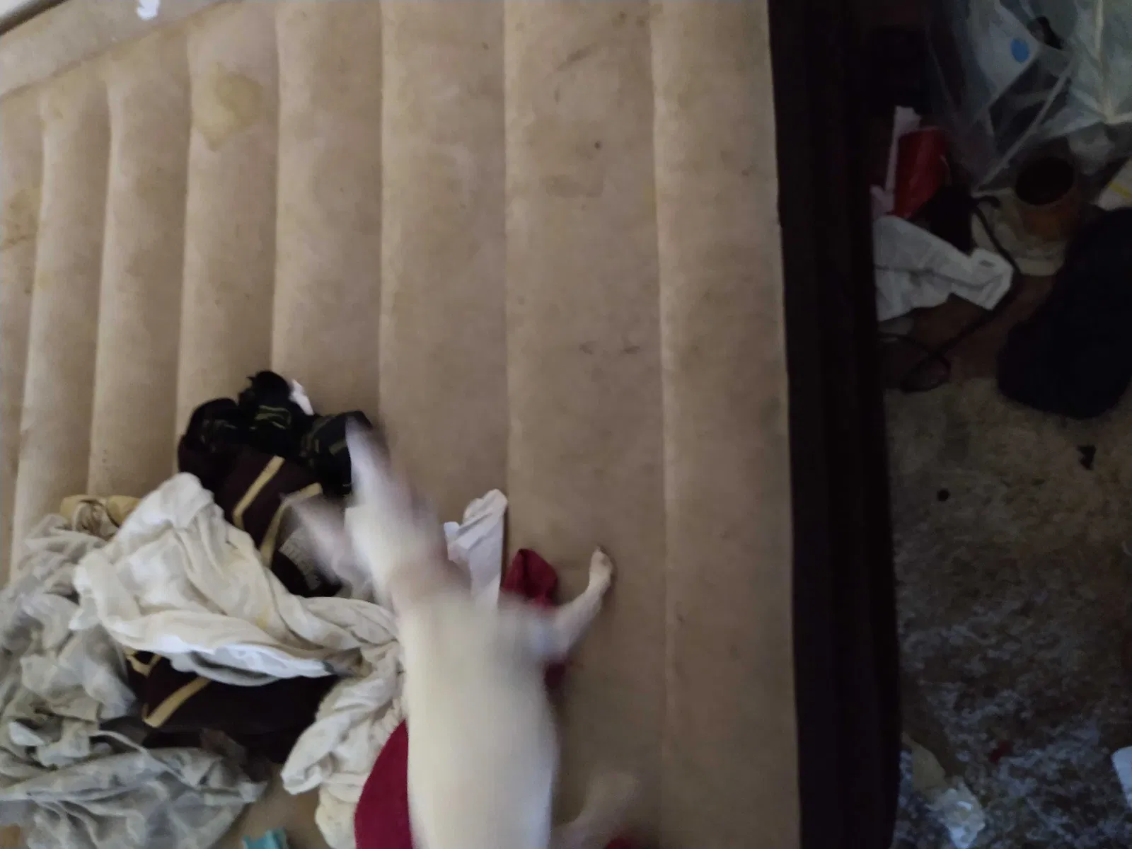 Lost dog in Santa Rosa, CA, 95405