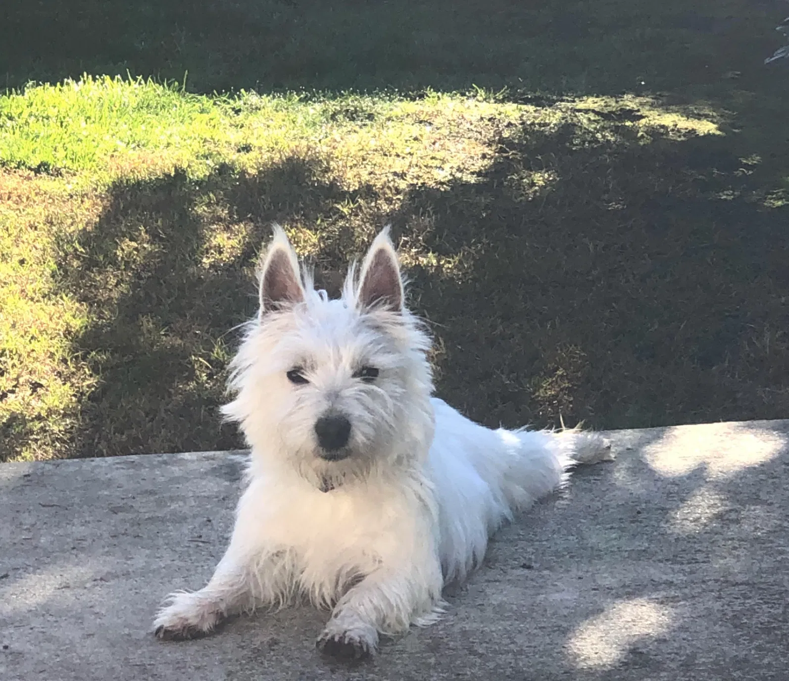 Lost dog in Sunnyvale, CA, 94089