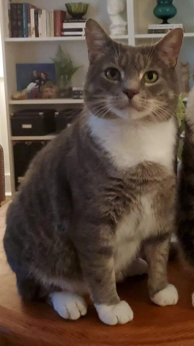 Lost cat in Acworth, GA, 30101