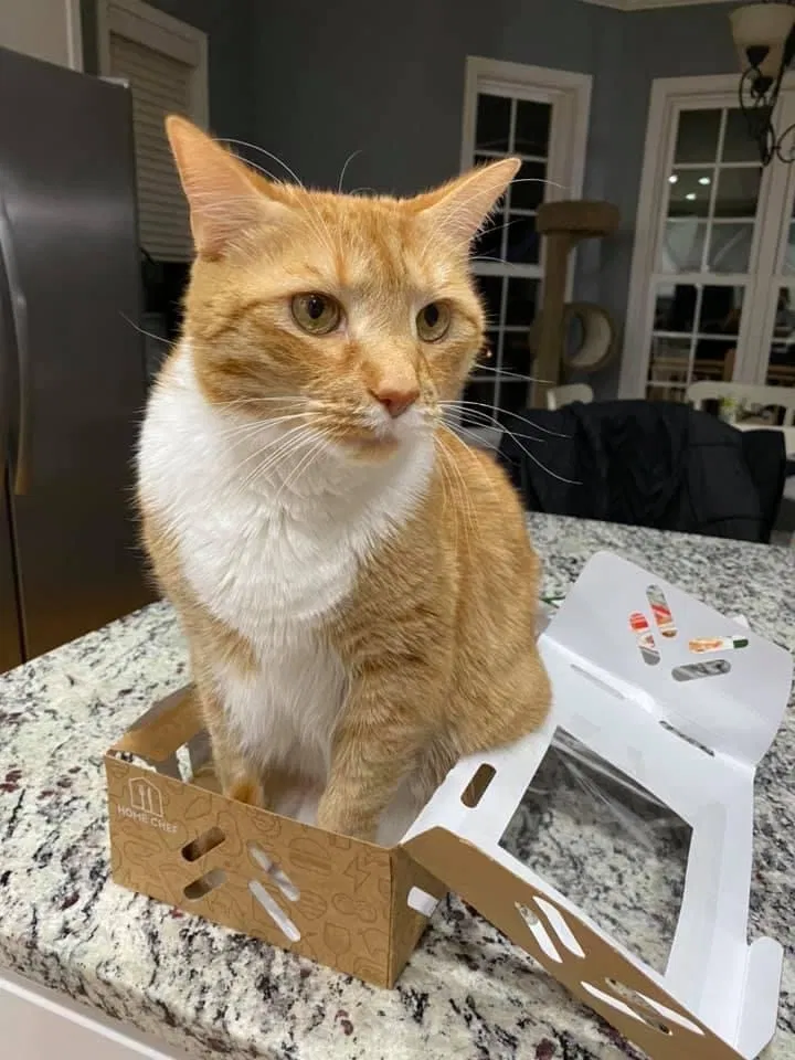 Lost cat in Cumming, GA, 30040