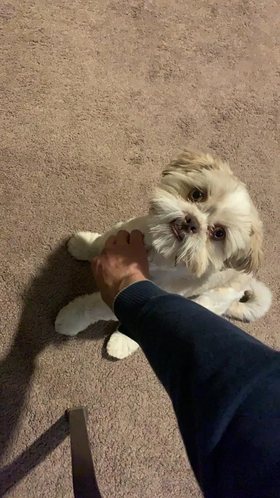 Lost dog in Anthony, NM, 88021