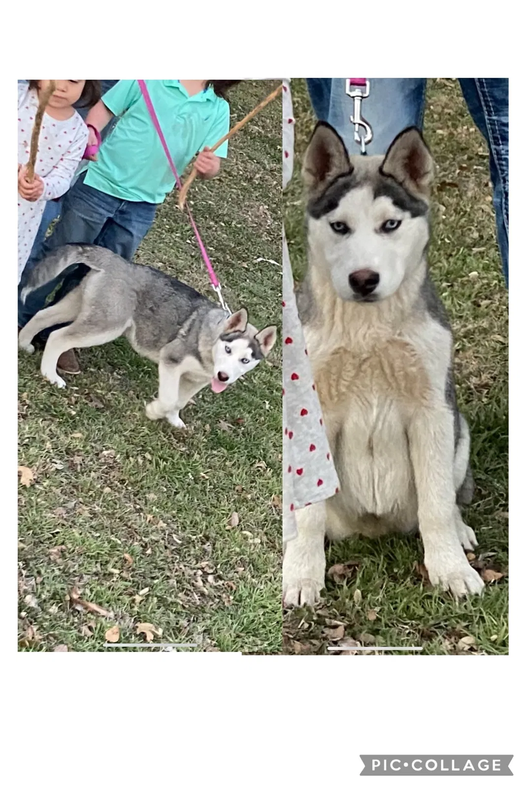 Lost dog in Fort Worth, TX, 76111