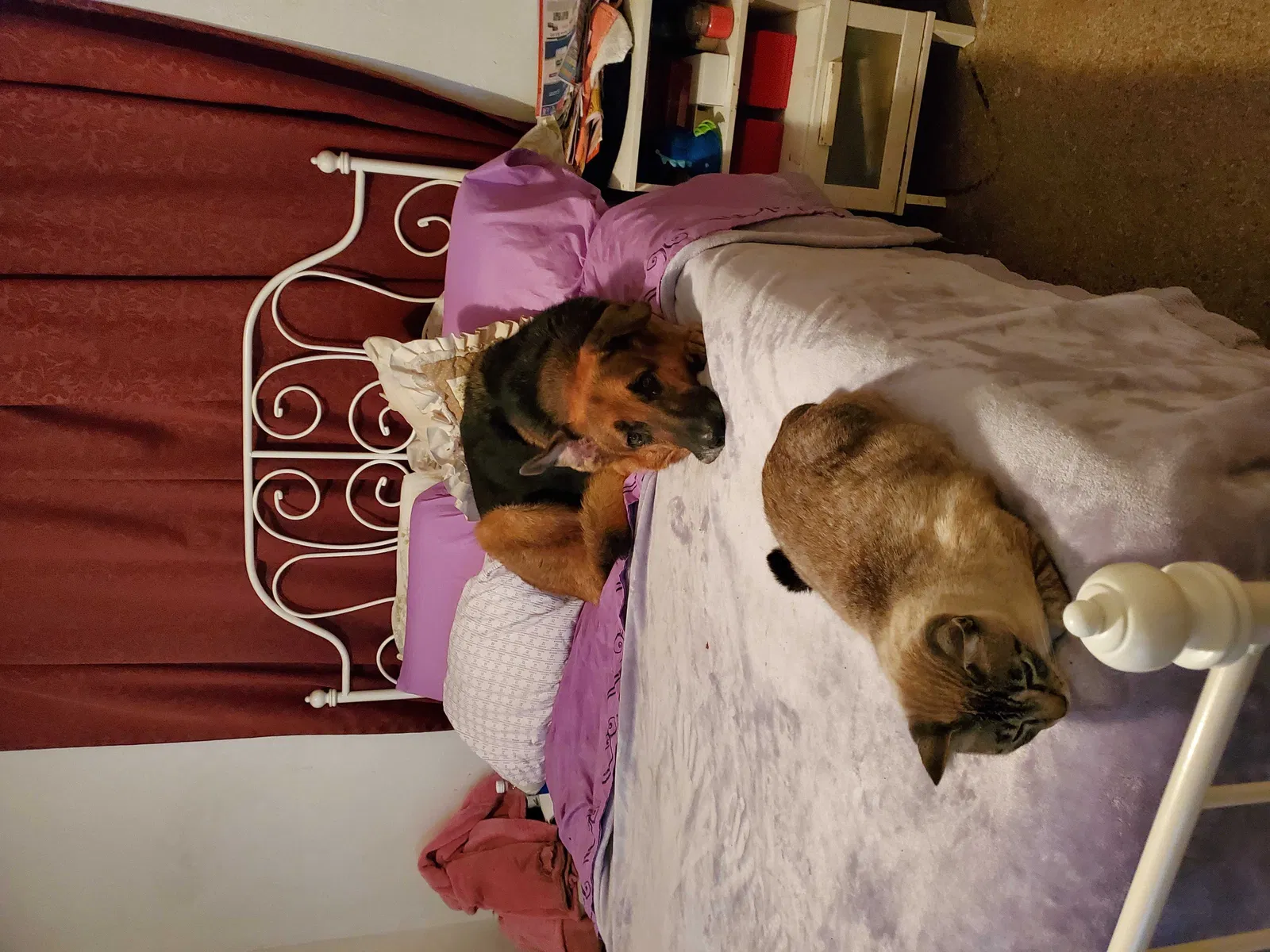 Lost cat in Fort Lauderdale, FL, 33317