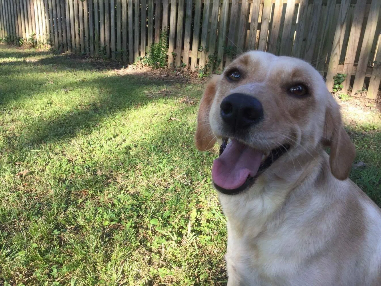 Lost dog in Clarksville, TN, 37040