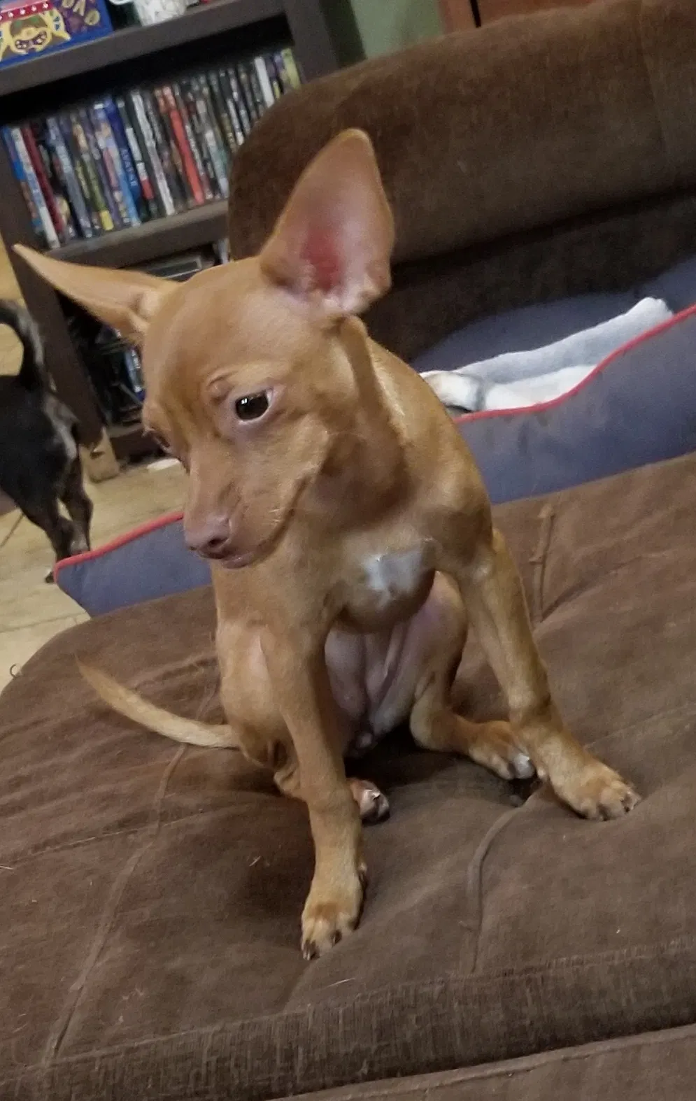 Lost dog in El Paso, TX, 79924