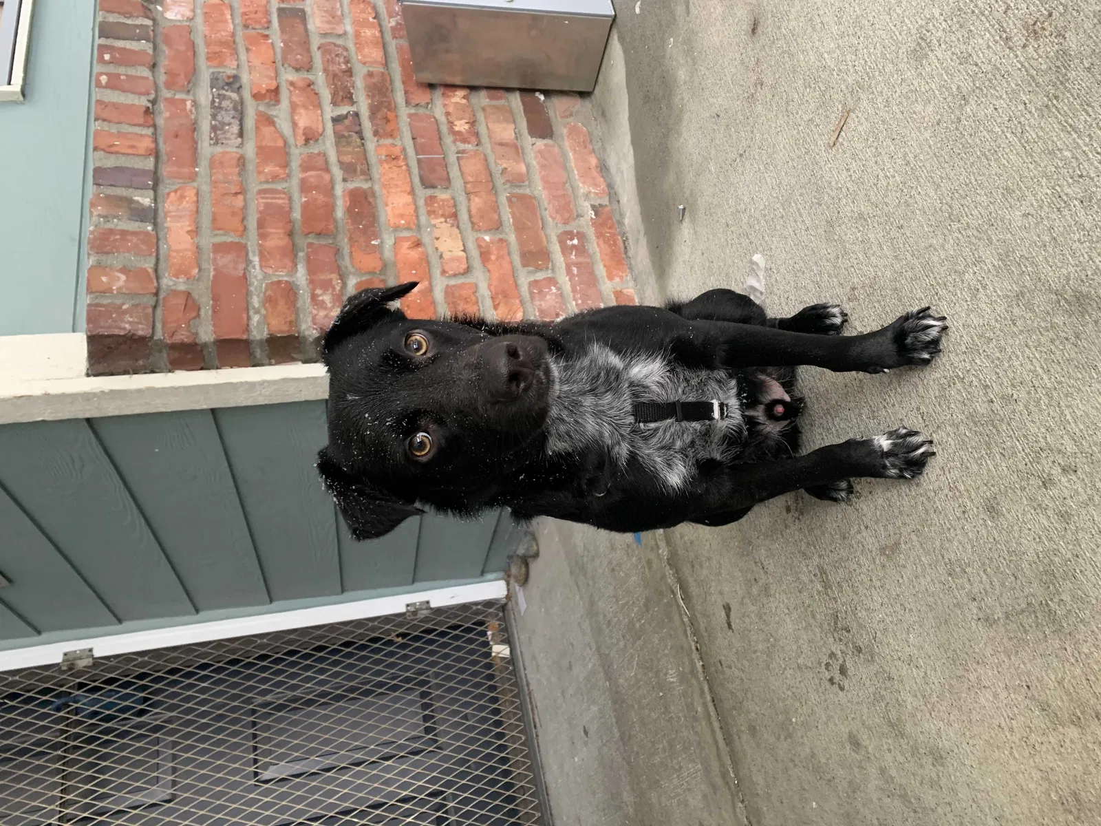 Lost dog in Seattle, WA, 98103