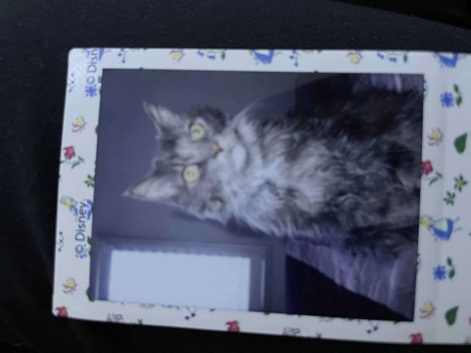 Lost cat in Fontana, CA, 92337