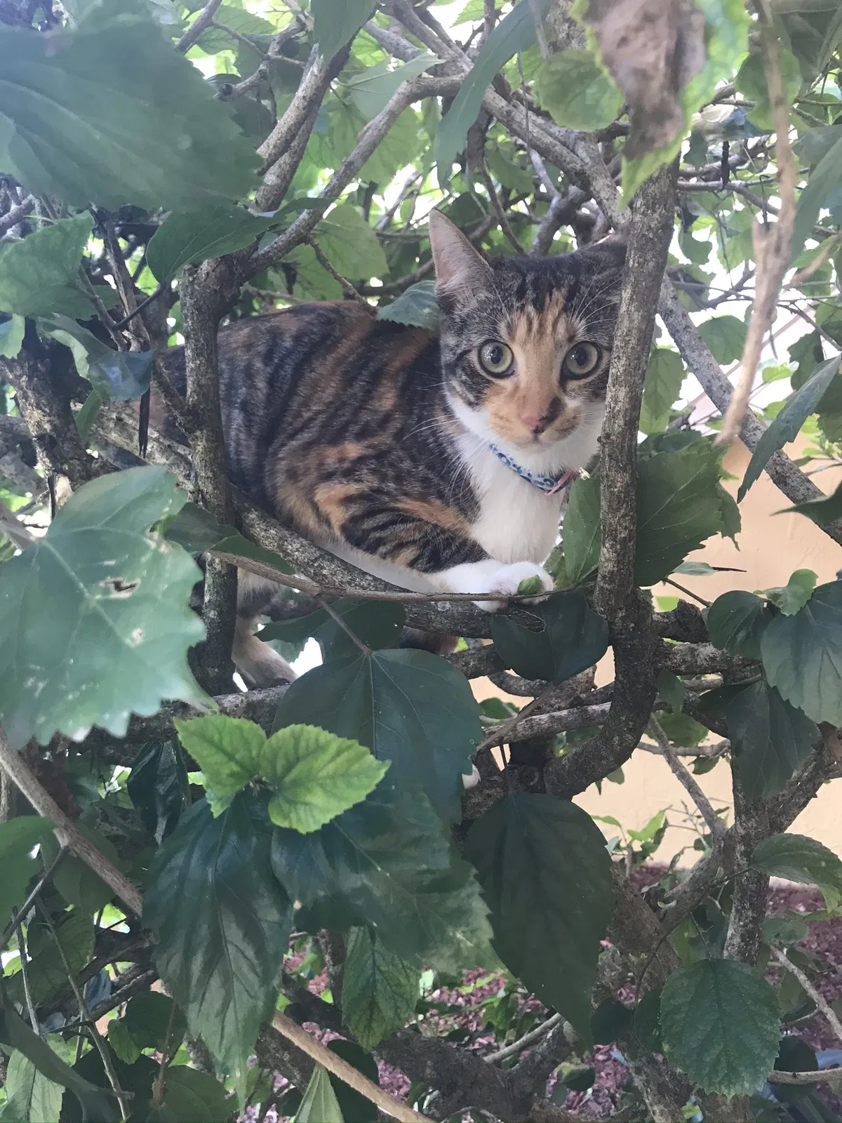 Lost cat in Pompano Beach, FL, 33071