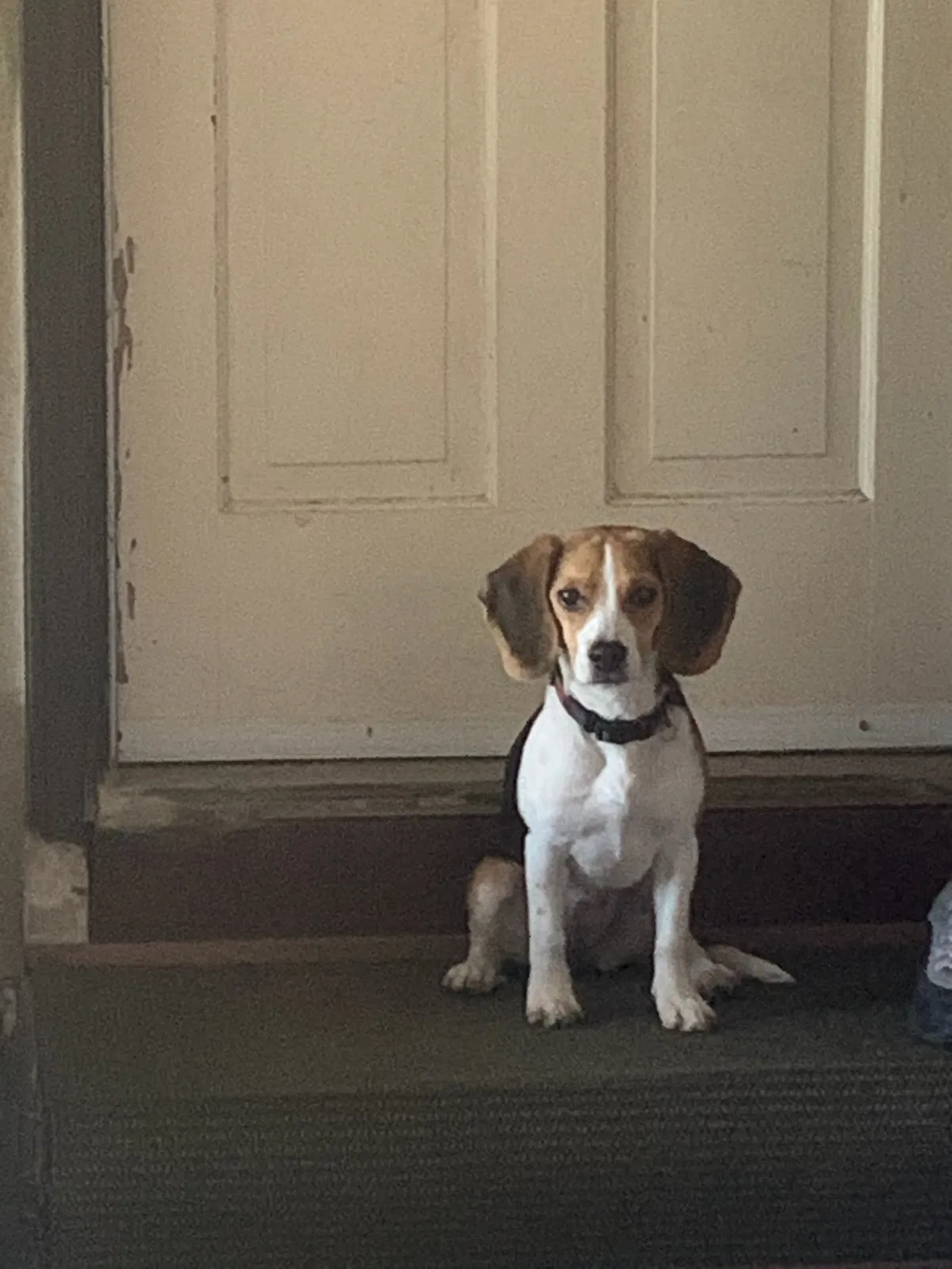 Lost dog in Nashville, TN, 37217