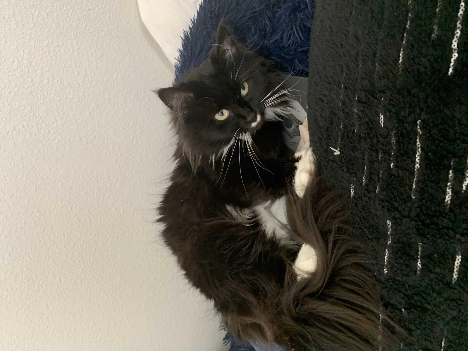 Missing Cat