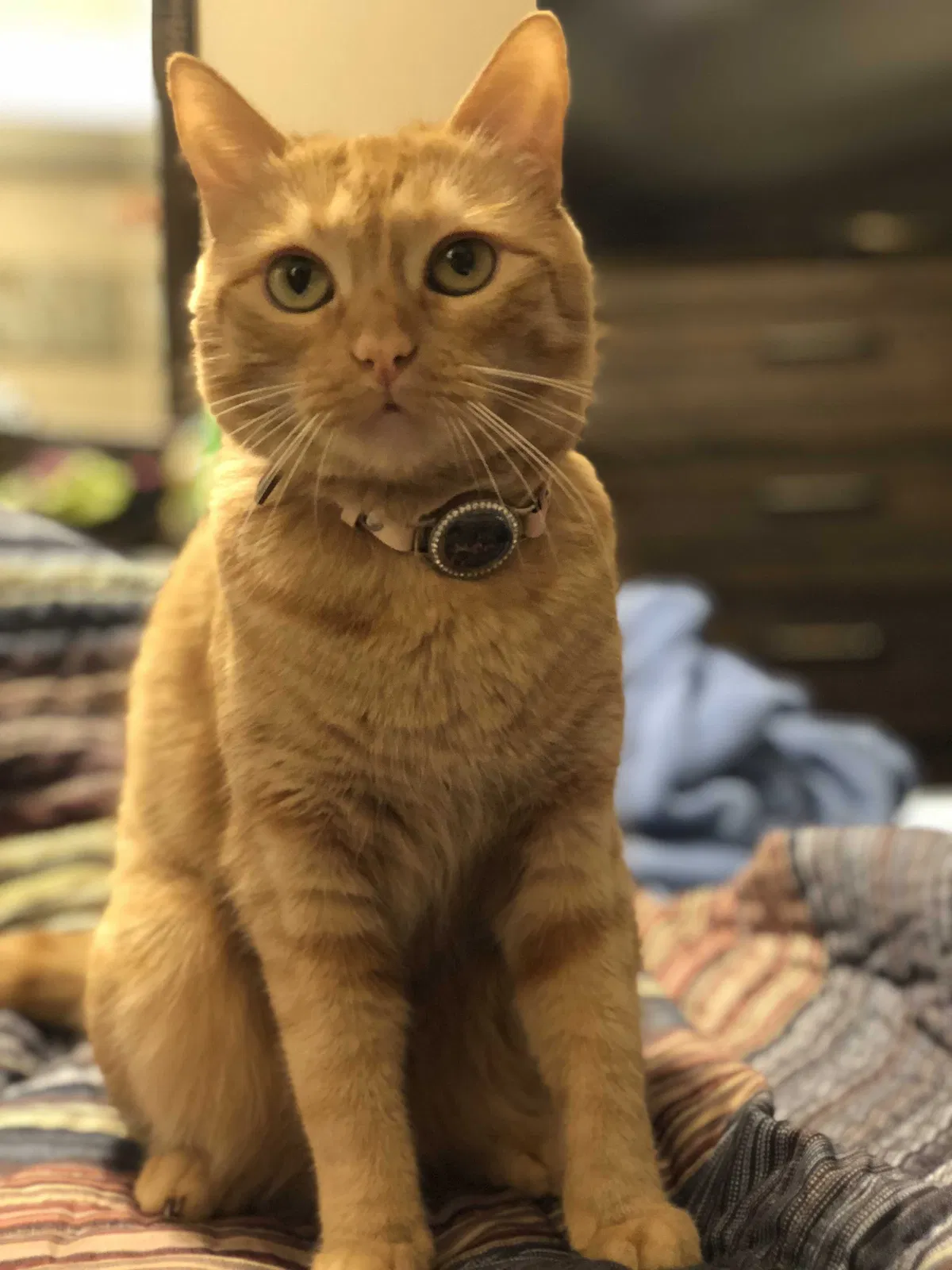 Lost cat in Harlingen, TX, 78550