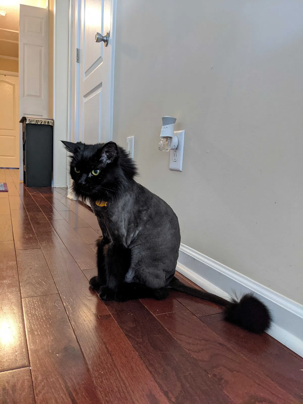 Lost cat in Asheville, NC, 28806