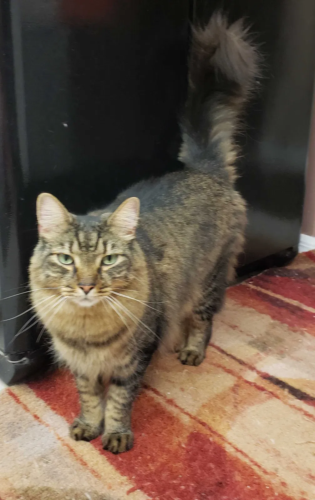 Lost cat in Cape Coral, FL, 33904