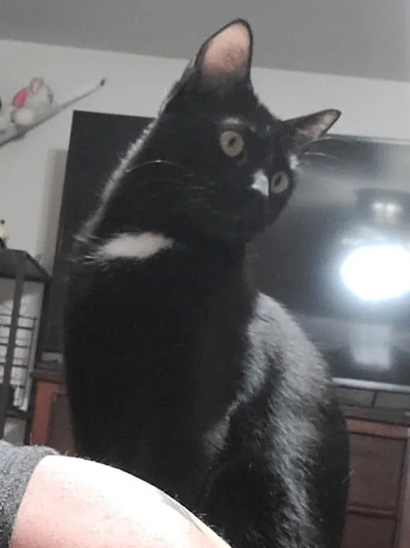 Lost cat in Killeen, TX, 76549