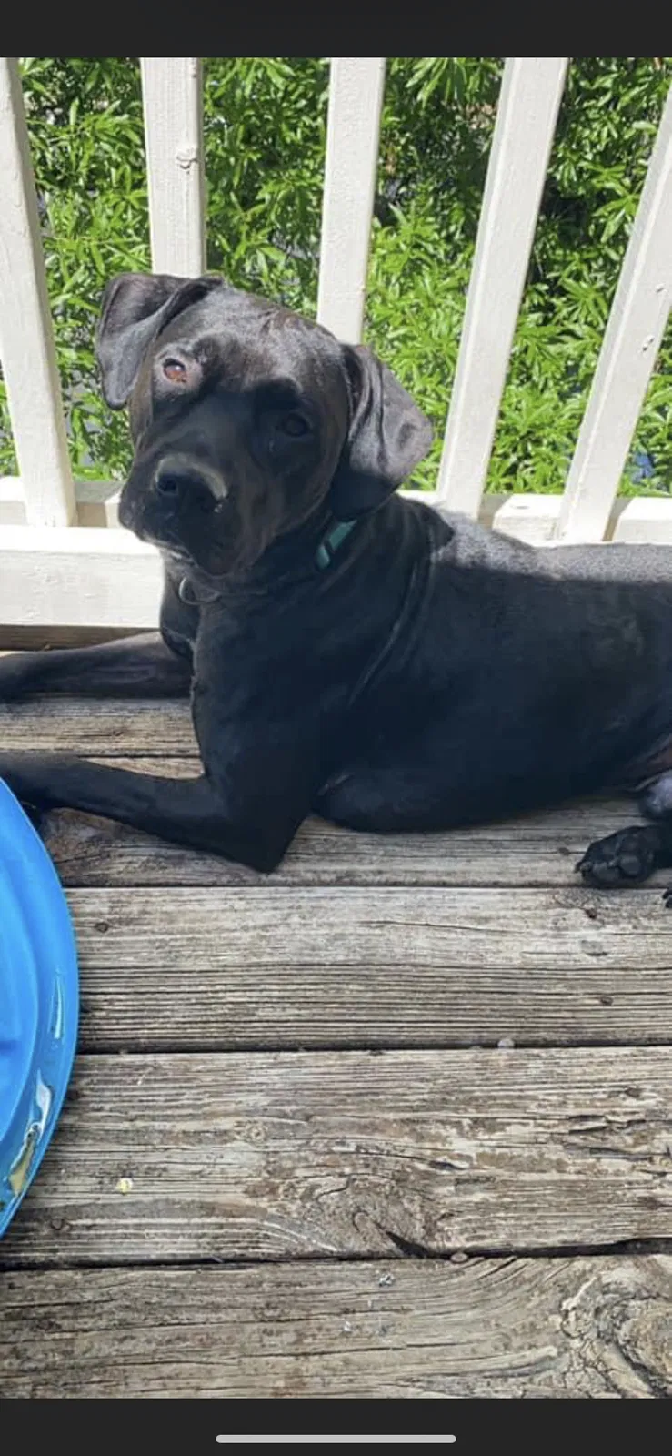 Lost dog in Birmingham, AL, 35216