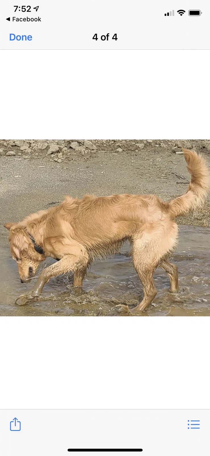 Lost dog in Bakersfield, CA, 93307