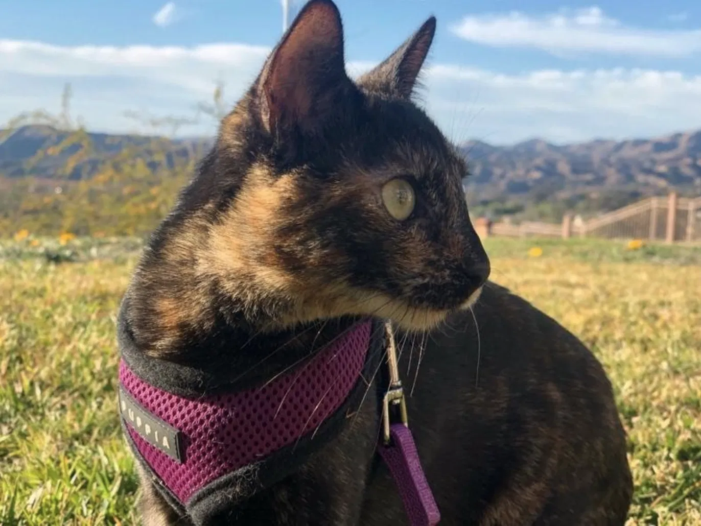 Lost cat in Trabuco Canyon, CA, 92679