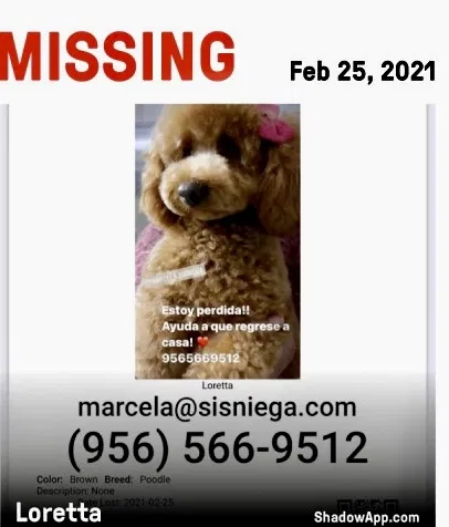 Lost dog in Mission, TX, 78572