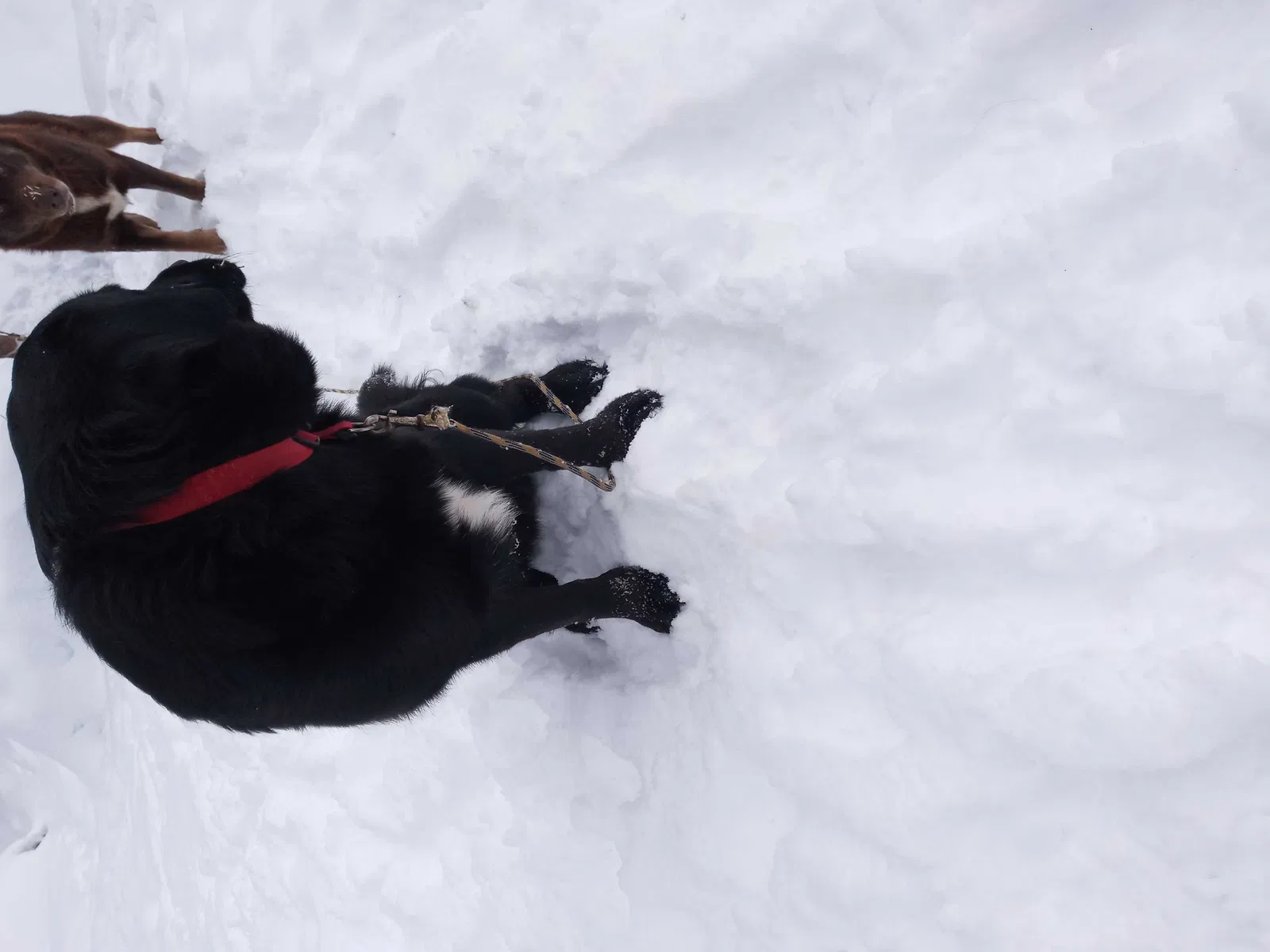 Lost dog in Claremont, NH, 3743