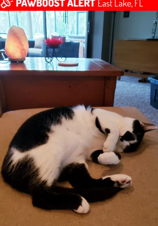 Lost cat in Palm Harbor, FL, 34685