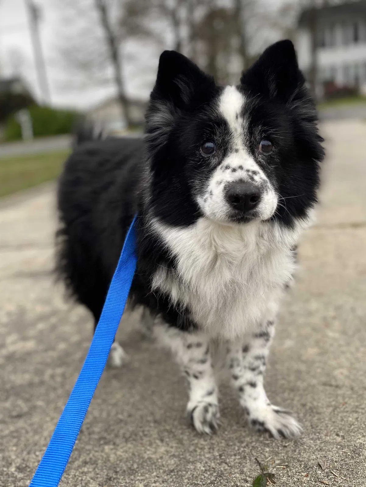 Lost dog in Winston Salem, NC, 27107