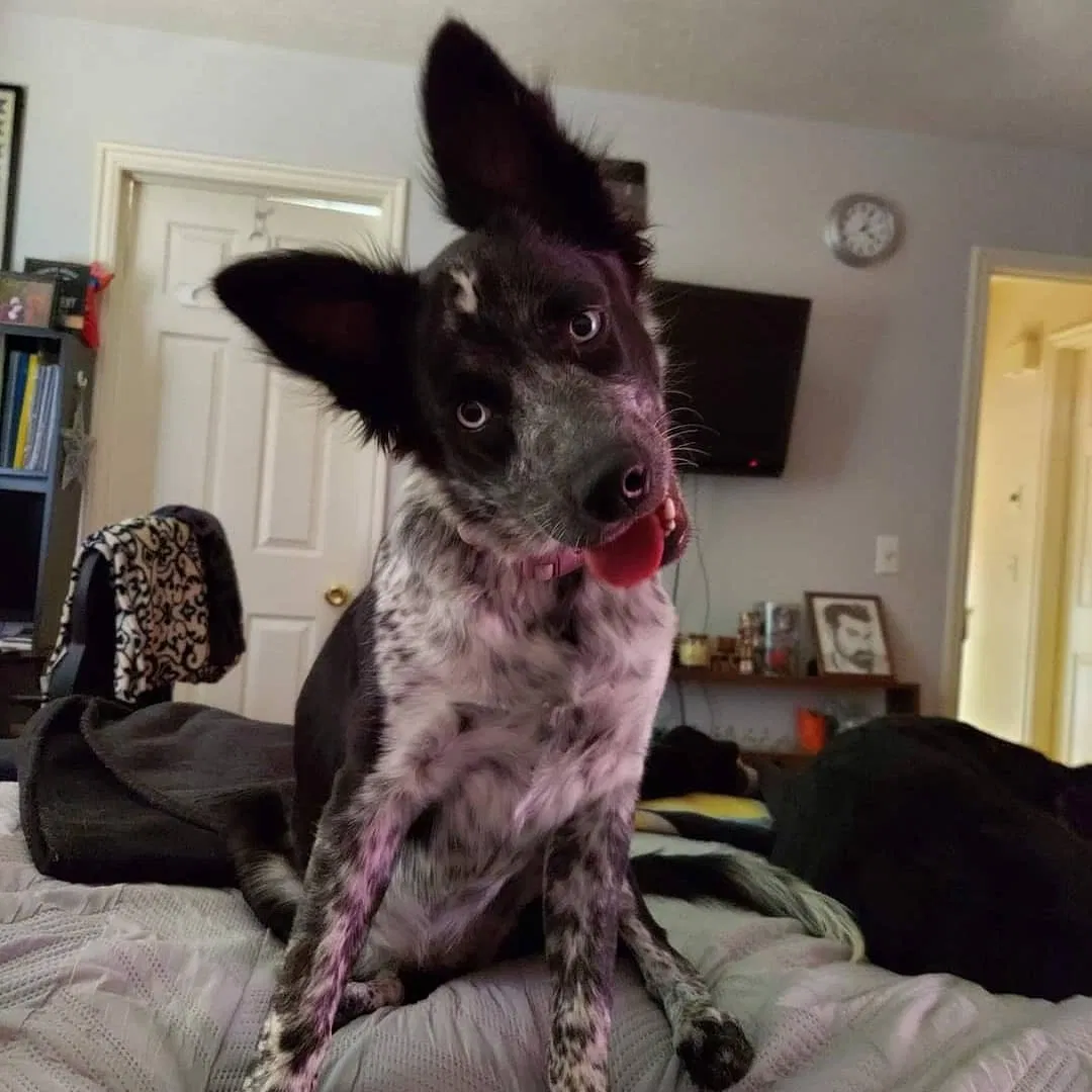 Lost dog in Layton, UT, 84041