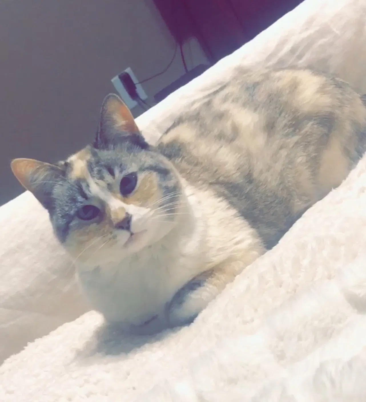 Lost cat in Antioch, TN, 37013
