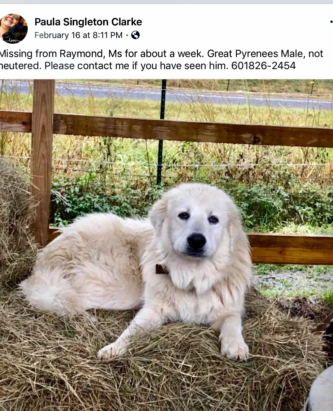 Lost dog in Raymond, MS, 39154