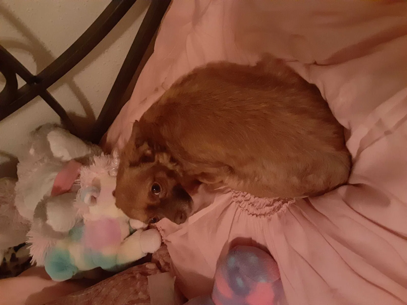Lost dog in Willis, TX, 77378
