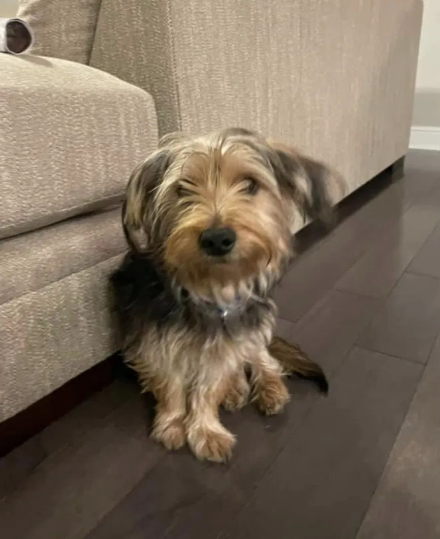 Lost dog in Lafayette, LA, 70506
