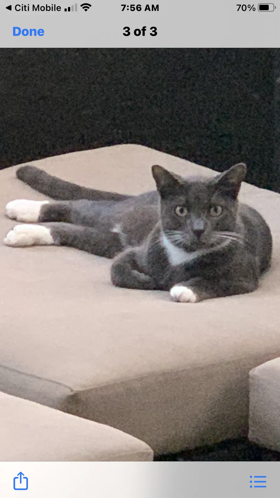 Lost cat in Boca Raton, FL, 33433