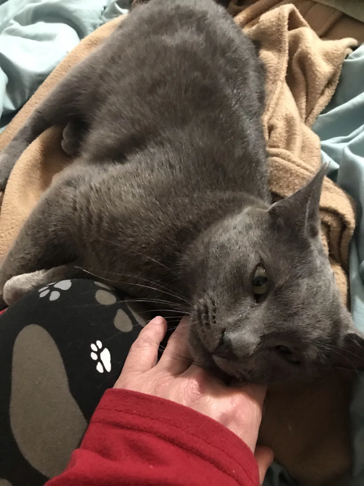 Lost cat in Henrico, VA, 23075