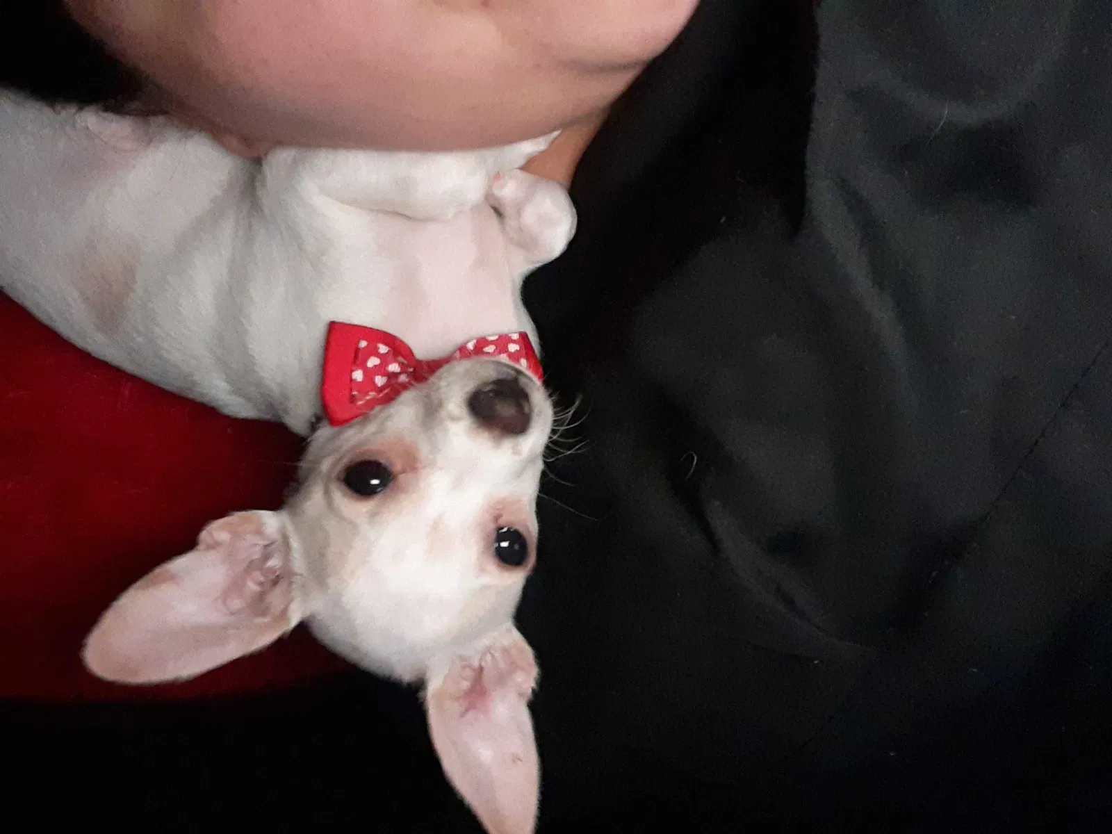 Lost dog in La Puente, CA, 91744