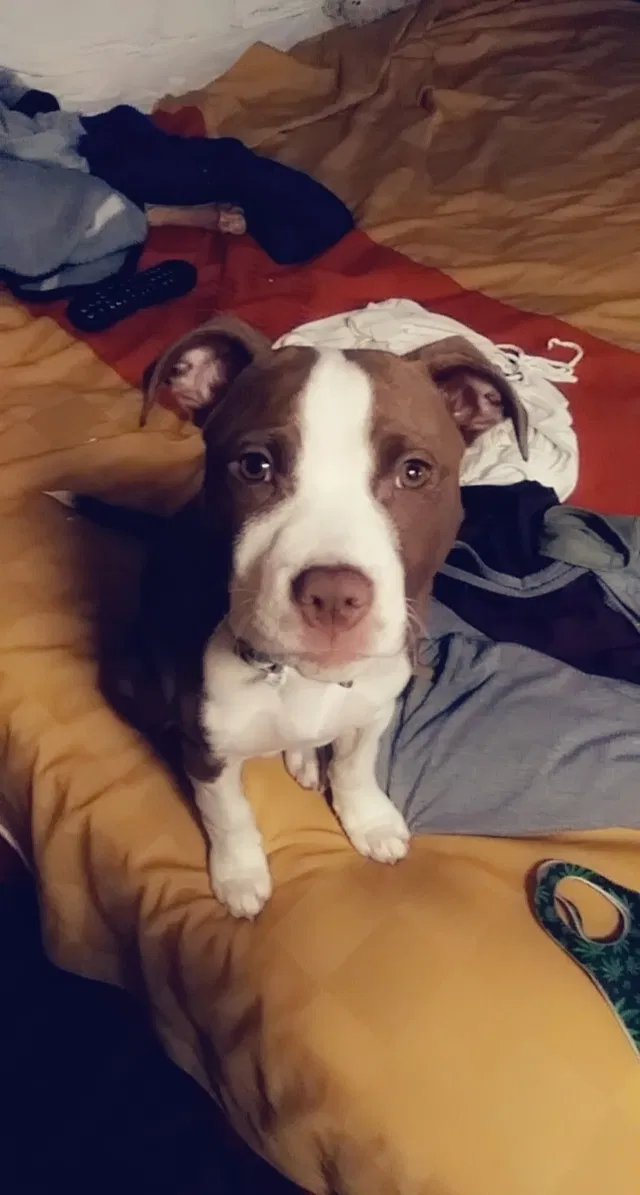 Lost dog in Salem, OR, 97301
