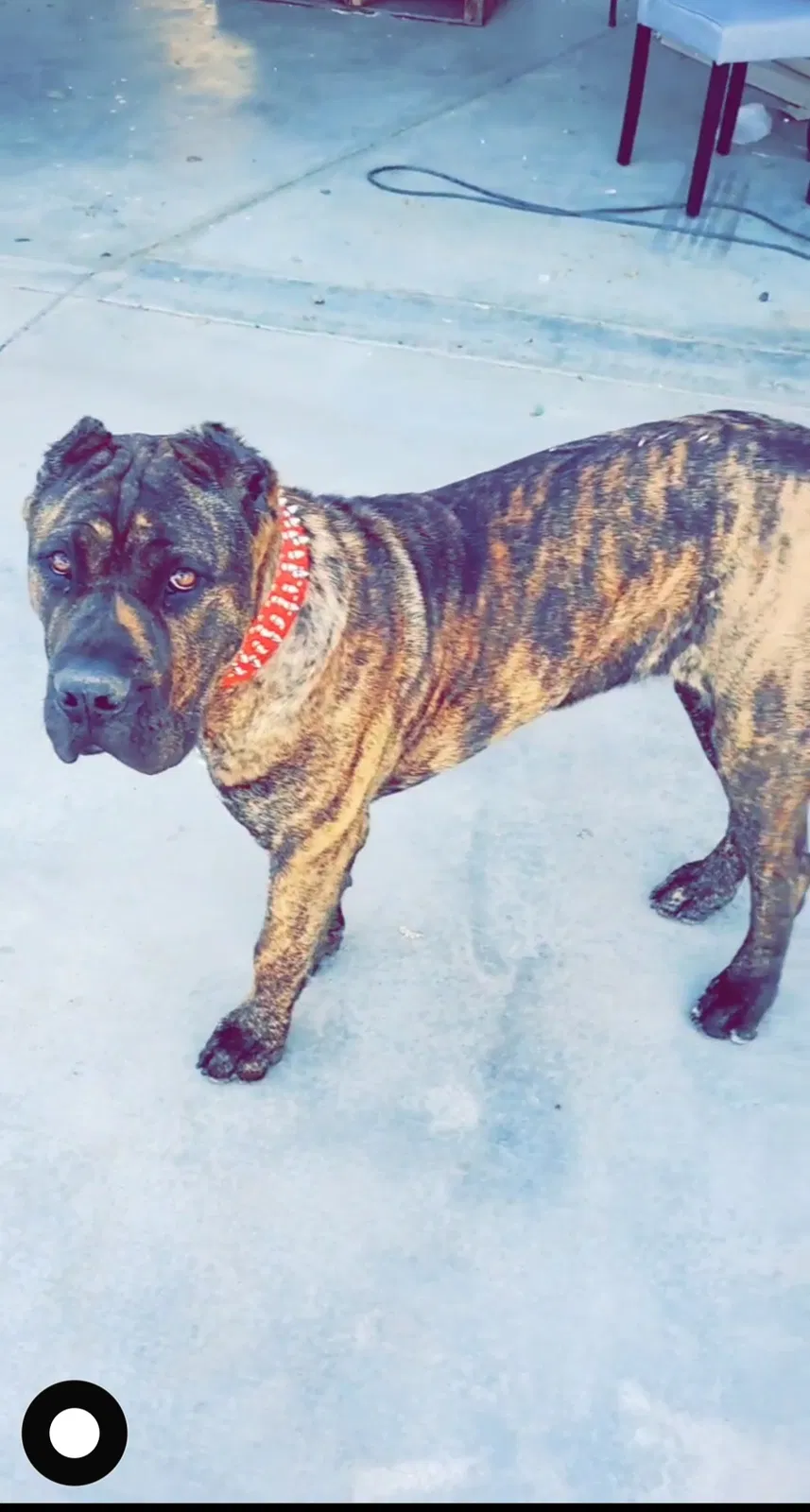 Lost dog in Littlerock, CA, 93543