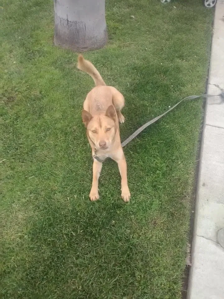 Lost dog in Unknown, CA, 0