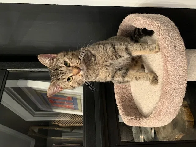 Lost cat in Atlanta, GA, 30306