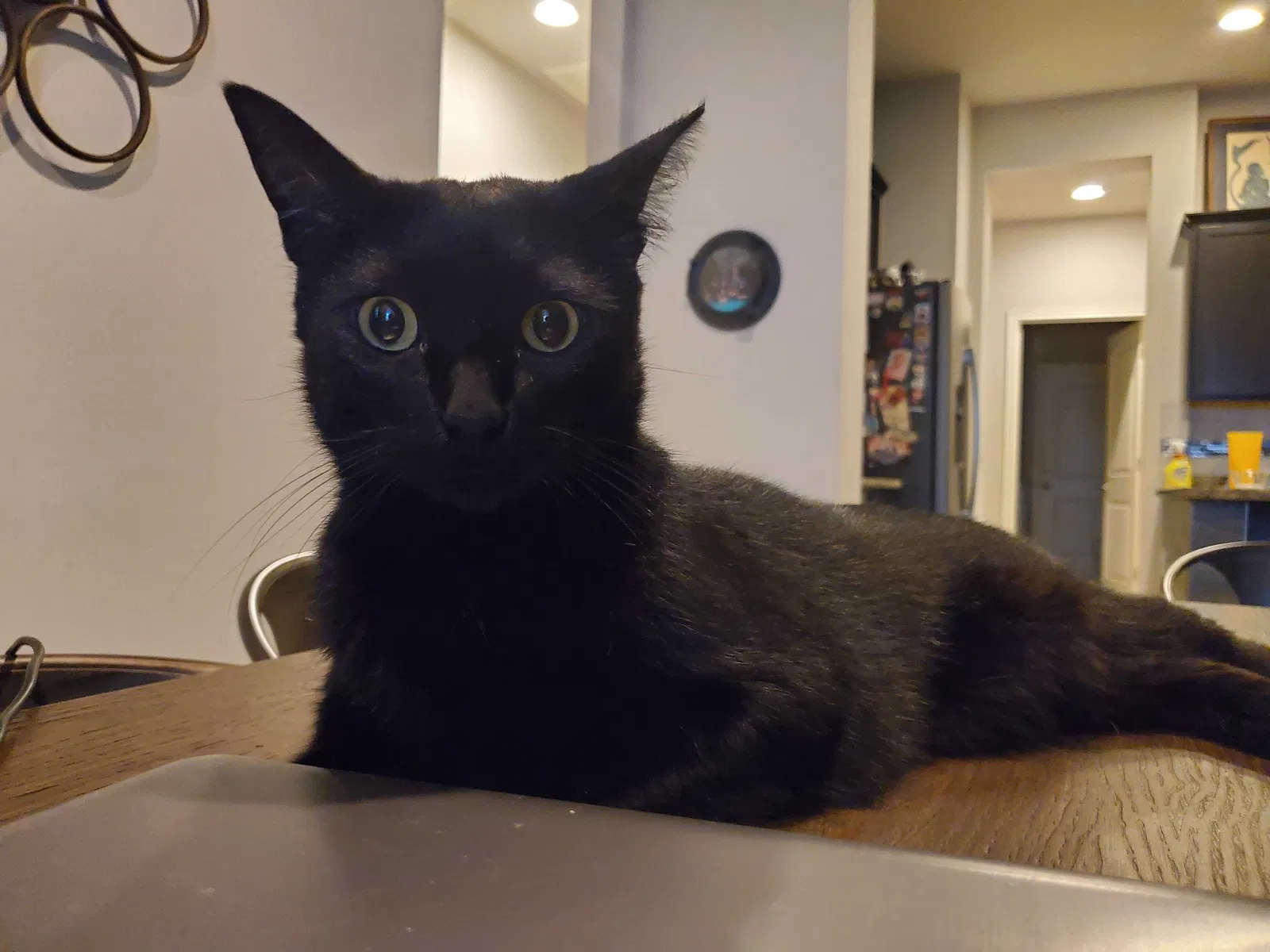 Lost cat in Austin, TX, 78744