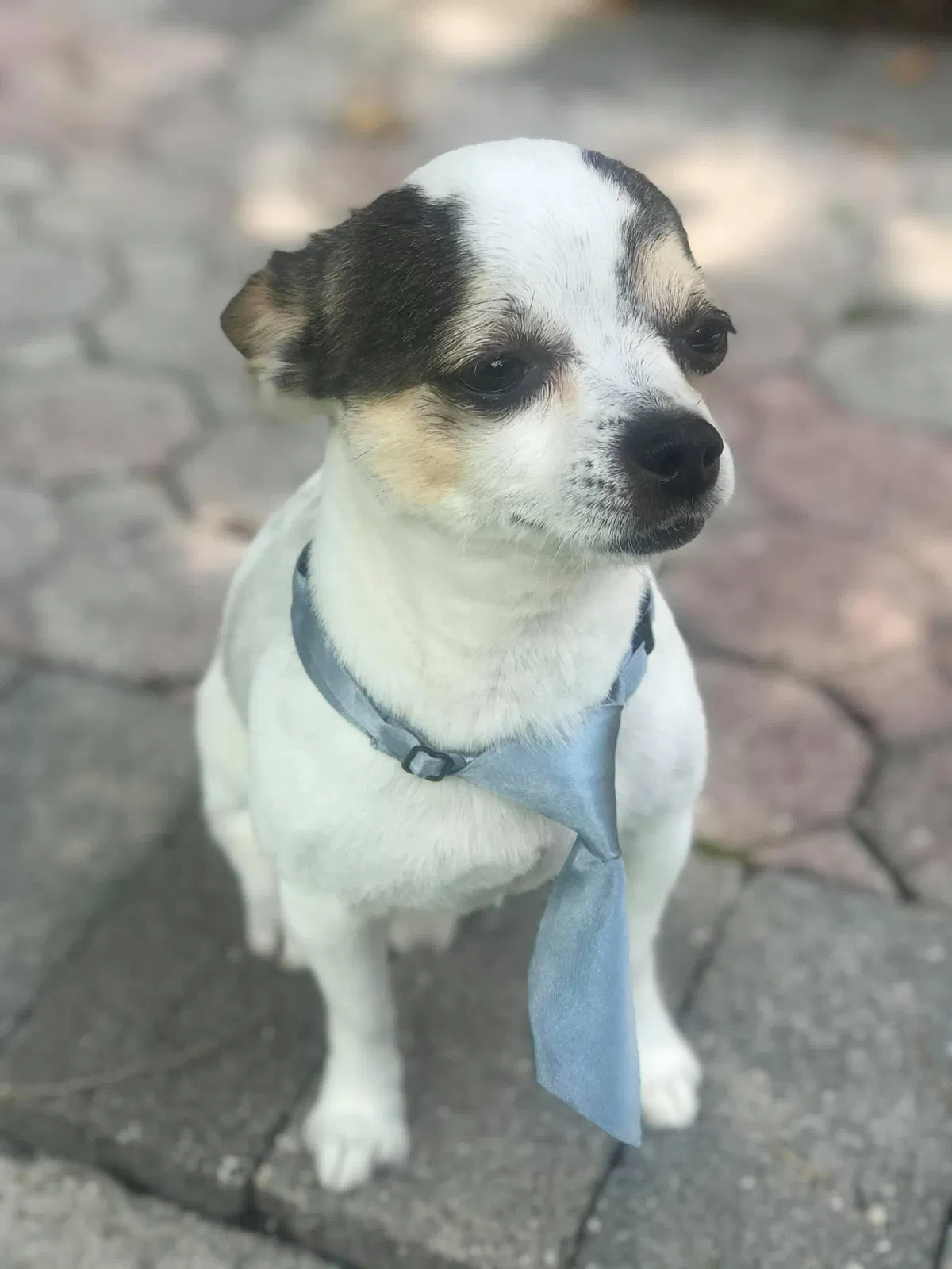 Lost dog in West Palm Beach, FL, 33411