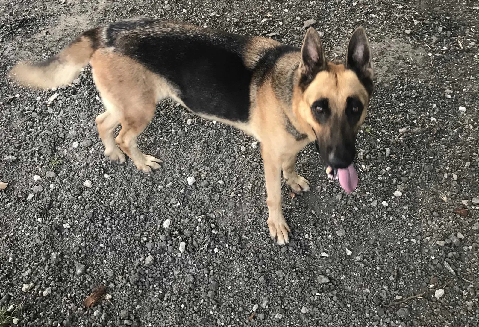 Lost dog in Miami, FL, 33187